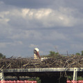 15_55-mast.jpg