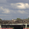 16_00-mast.jpg