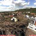 16_00-nest.jpg