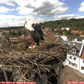 16_05-nest.jpg