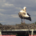 16_10-mast.jpg