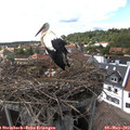 16_15-nest.jpg