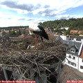 16_20-nest.jpg