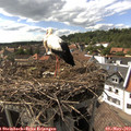 16_25-nest.jpg