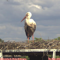16_30-mast.jpg