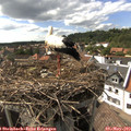 16_30-nest.jpg