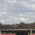 16_40-mast.jpg