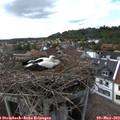 16_40-nest.jpg