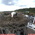 16_45-nest.jpg
