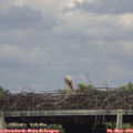 16_50-mast.jpg