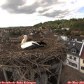 16_50-nest.jpg