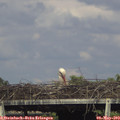 16_55-mast.jpg