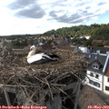 16_55-nest.jpg