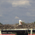 17_00-mast.jpg