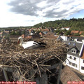 17_00-nest.jpg