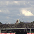17_05-mast.jpg