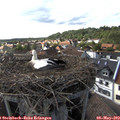 17_05-nest.jpg