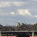 17_10-mast.jpg