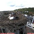 17_10-nest.jpg