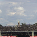 17_15-mast.jpg