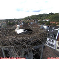 17_15-nest.jpg