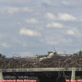 17_20-mast.jpg