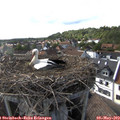 17_20-nest.jpg