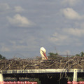 17_25-mast.jpg