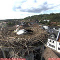 17_25-nest.jpg