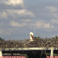 17_30-mast.jpg