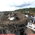 17_30-nest.jpg
