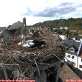 17_35-nest.jpg