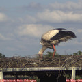 17_40-mast.jpg