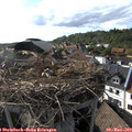 17_40-nest.jpg