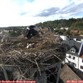 17_45-nest.jpg
