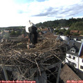 17_50-nest.jpg