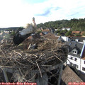 17_55-nest.jpg