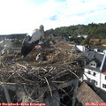 18_00-nest.jpg