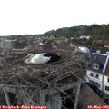 18_05-nest.jpg