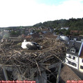 18_10-nest.jpg