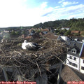 18_15-nest.jpg