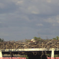 18_20-mast.jpg