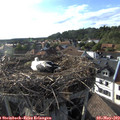 18_20-nest.jpg