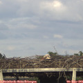 18_25-mast.jpg