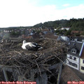 18_25-nest.jpg