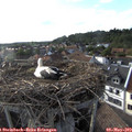 18_30-nest.jpg