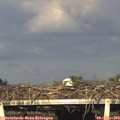 18_35-mast.jpg