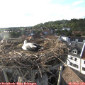 18_35-nest.jpg