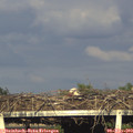 18_40-mast.jpg