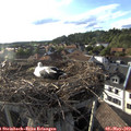 18_40-nest.jpg
